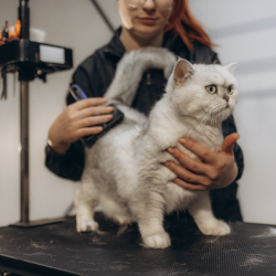 cat groomer