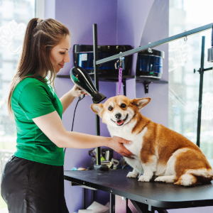 Woman Grooming Dog
