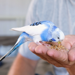 parrot