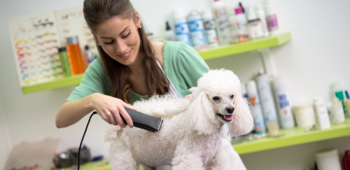 woman cutting dogs hair